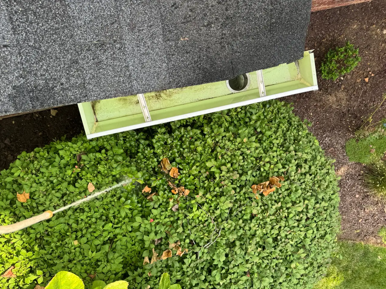 Freshly cleaned white K-style gutter with an open downspout outlet above a shrub bed in Chesterfield, MO